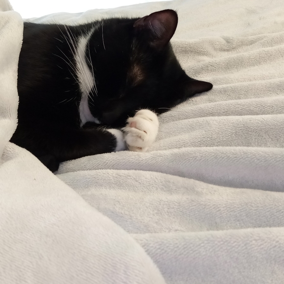 Meet your Posher, Sofia - Picture 5 of 5